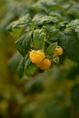 Gold/yellow raspberries