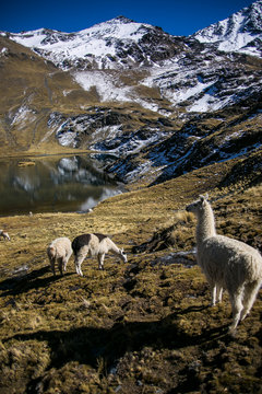 Mountain llama in Cordillera Real, Andes, Bolivia