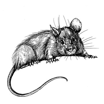 black and white rat drawing clip art preview