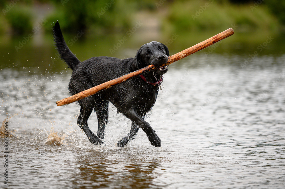 Wall mural black labrador dog playing and jumping in water