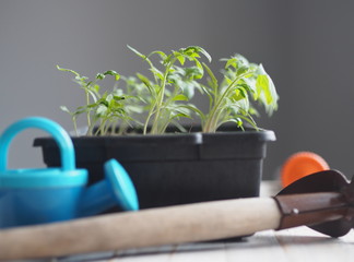 Growing tomato seedlings at home.Small tomato green plants in a plastic box on a wooden table with agricultural tools.