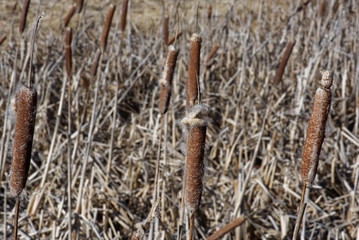 Heads of Typha disintegrate into a cottony fluff from which the seeds disperse by wind.