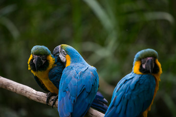 Yellow-billed macaw (Ara ararauna) in Yungas, Coroico, Bolivia