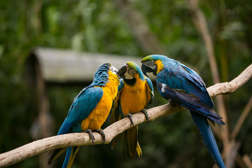 Obraz premium Yellow-billed macaw (Ara ararauna) in Yungas, Coroico, Bolivia