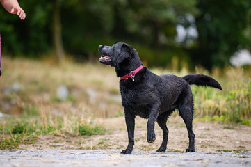 Black labrador dog playing and jumping in water