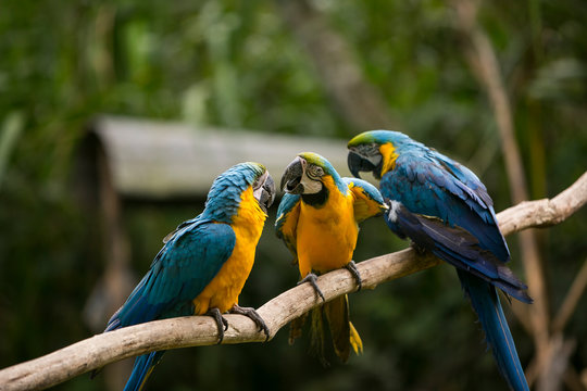 Yellow-billed macaw (Ara ararauna) in Yungas, Coroico, Bolivia
