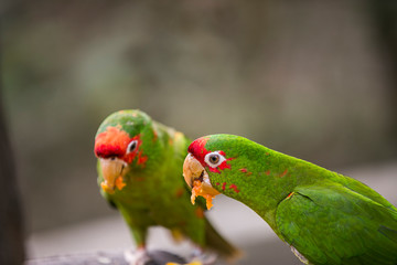 Fototapeta na wymiar Peruvian Parrot in Yungas, Coroico, Bolivia