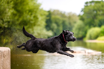 Black labrador dog playing and jumping in water