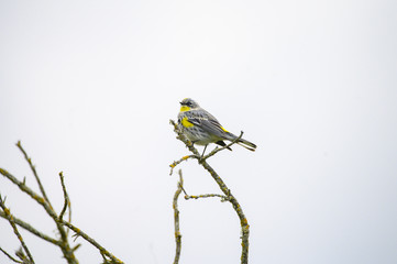 bird on a branch isolated on white