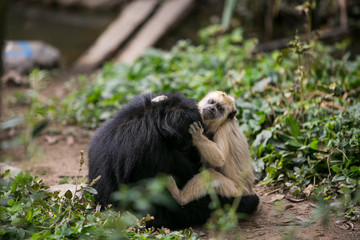 Tufted capuchin (Large-headed capuchin) and black faced spider monkey in Yungas, Coroico, Bolivia