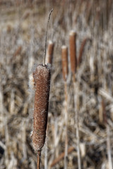 Heads of Typha disintegrate into a cottony fluff from which the seeds disperse by wind.