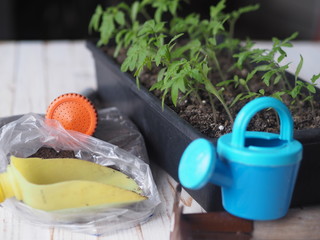 Growing tomato seedlings at home.Small tomato green plants in a plastic box on a wooden table with agricultural tools.