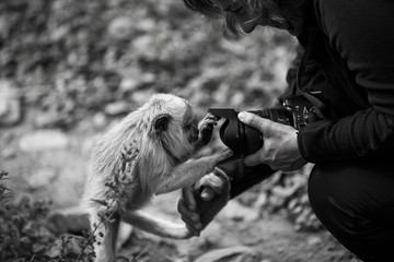 Tufted capuchin (Large-headed capuchin) and camera woman in Yungas, Coroico, Bolivia