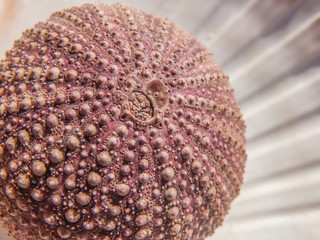 One sea urchin skeleton