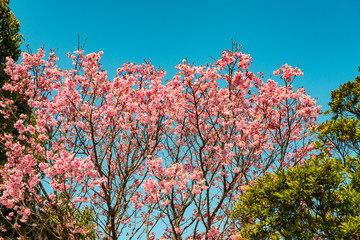 桜づつみの陽光