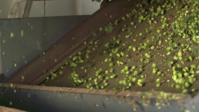 Hopfenernte Hallertau in Bayern