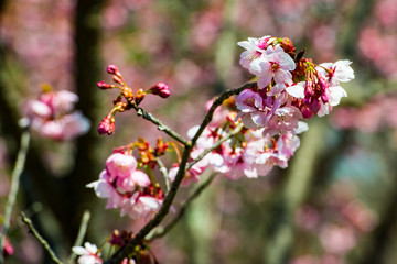 桜づつみの陽光