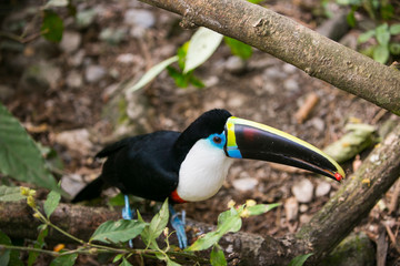 White-throated toucan in Yungas. Coroico, Bolivia © Alberto Gonzalez 
