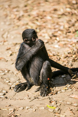 Black faced spider monkey in Yungas, Coroico, Bolivia