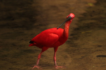 Guar&aacute; in parque das aves, foz do igua&ccedil;u, Brasil