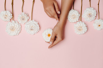 Woman's hands touching a white dahlia flower, among other flowers on pink background. The concept of tenderness.