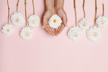 Woman's hands holding a white dahlia flower on the top, among other flowers on pink background. The concept of tenderness. Space for text.