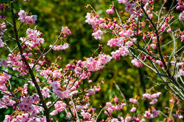 桜づつみの陽光