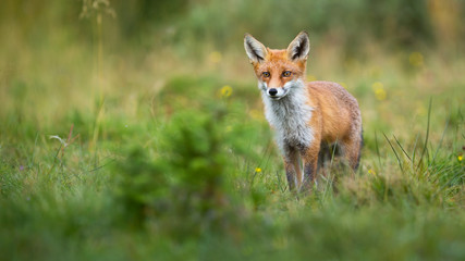 Naklejka na ściany i meble Alert red fox, vulpes vulpes, looking on a green glade in summer with copy space. Cute mammal watching in nature from front view. Animal predator observing from low angle.