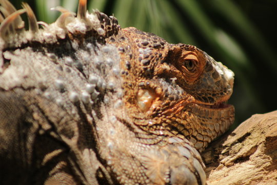 iguana on a wood, Parque das Aves, Foz do Igua&ccedil;u, Brasil