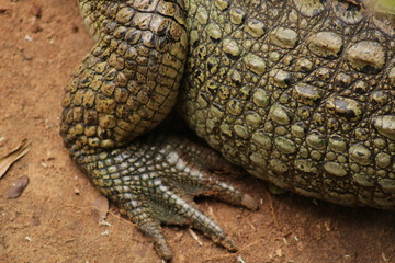 Obraz premium crocodile in zoo