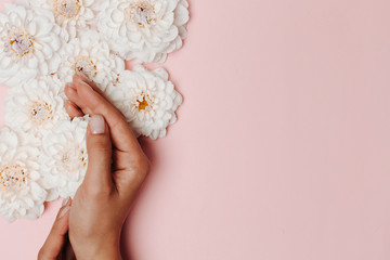 Fototapeta na wymiar Close-up of woman's hand touching white dahlias on pink background.