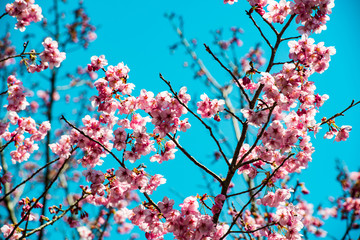 桜づつみの陽光