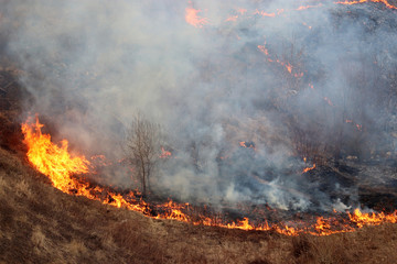 Forest fire in spring, dry grass and trees in smoke and flames