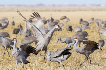Migrating Greater Sandhill Cranes in Monte Vista, Colorado