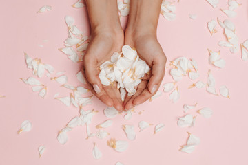 Woman's hands holding white petals, many petals on the pink background.