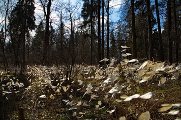 Unusual bushes with white leaves in the spring forest.