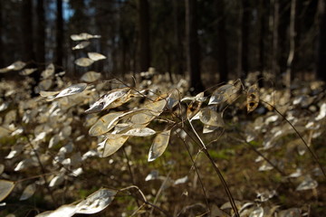 Unusual bushes with white leaves in the spring forest.