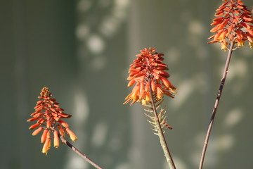 Aloe Flowers