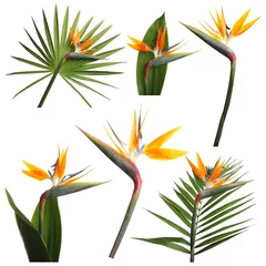 Fotobehang Strelitzia Set met prachtige paradijsvogel tropische bloemen en groene bladeren op witte achtergrond