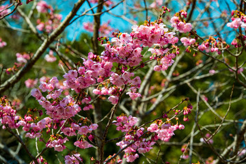 桜づつみの陽光