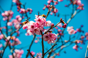 桜づつみの陽光