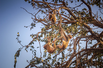 monkey on the tree