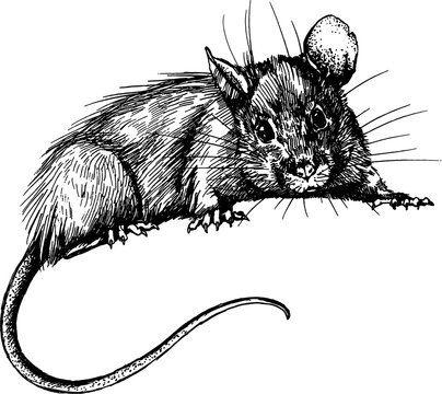 new year mouse, rat clip art graphics linner vector