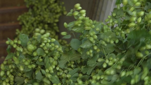 Hopfenernte Hallertau in Bayern