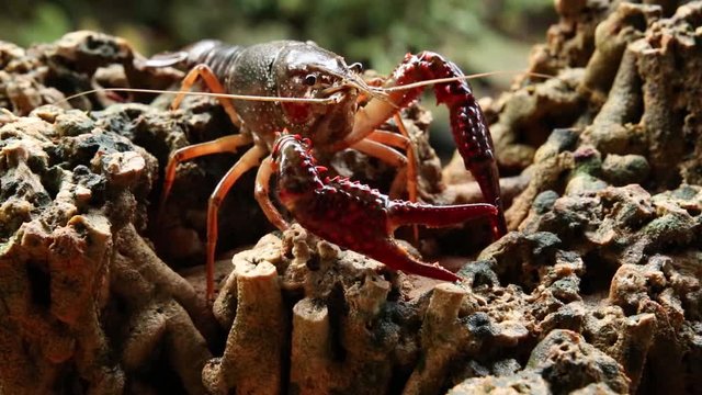 Red swamp crawfish