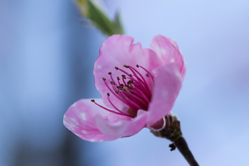 fleur de péché