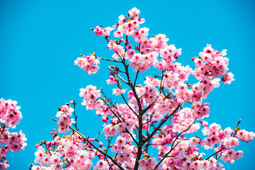 桜づつみの陽光