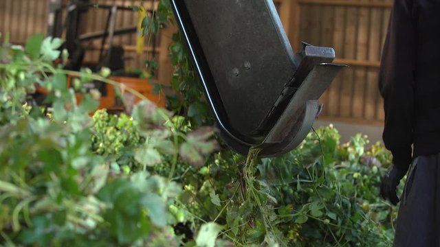 Hopfenernte Hallertau in Bayern