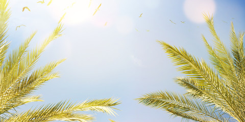 Summer background with palms