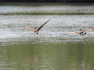 Geese flying near water